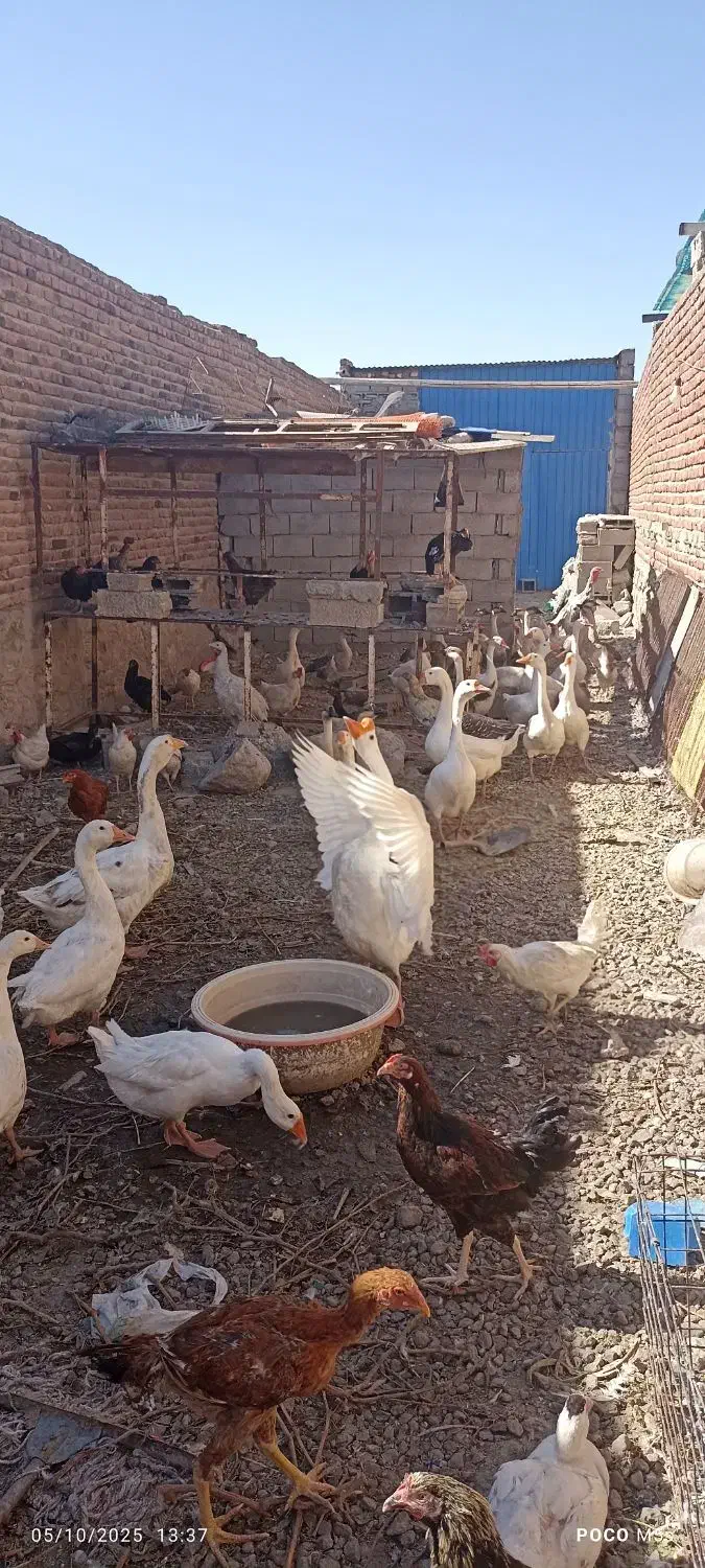 قوغاز|حیوانات مزرعه|بناب, |دیوار