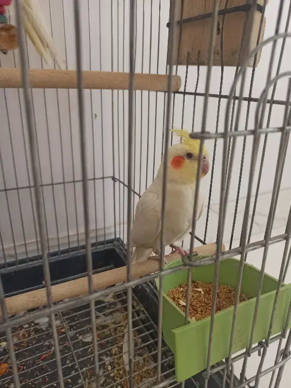 عروس هلندی مولد|پرنده|سنندج, |دیوار