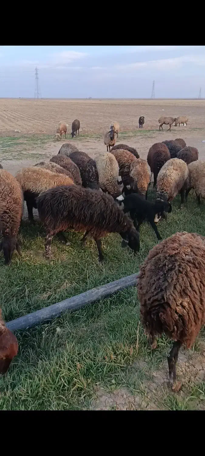 چهل راس میش|حیوانات مزرعه|شال, |دیوار