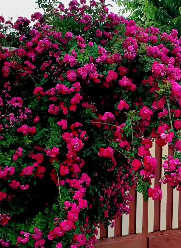 خدمات کشاورزی وباغبانی کاشت انواع درختان میوه|خدمات باغبانی و درختکاری|کاشان, ۲۲ بهمن|دیوار