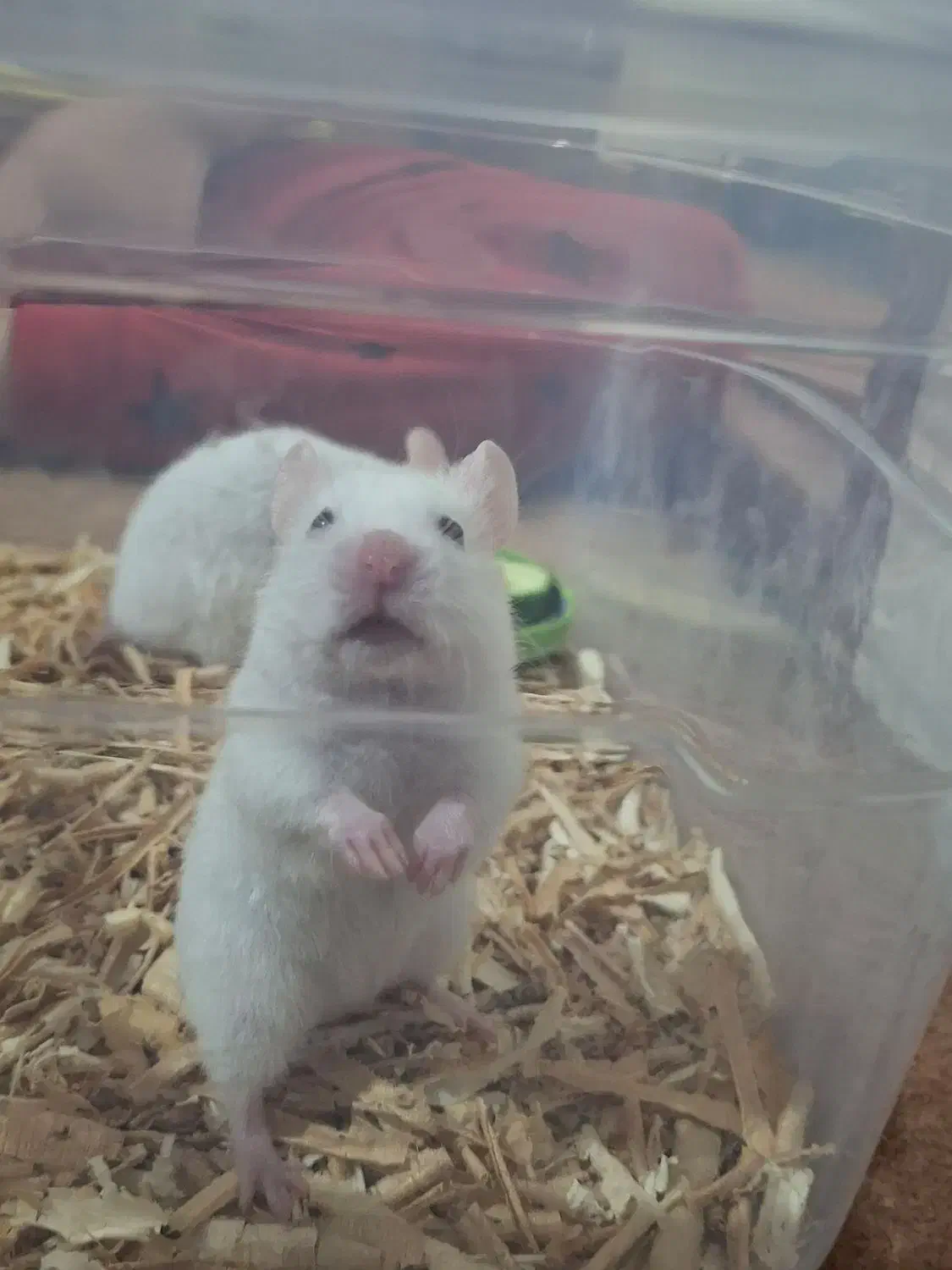 همستر|موش و خرگوش|اردبیل, |دیوار