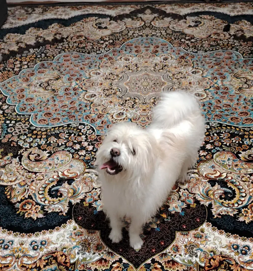 سگ گمشده|حیوانات|اصفهان, زاجان|دیوار