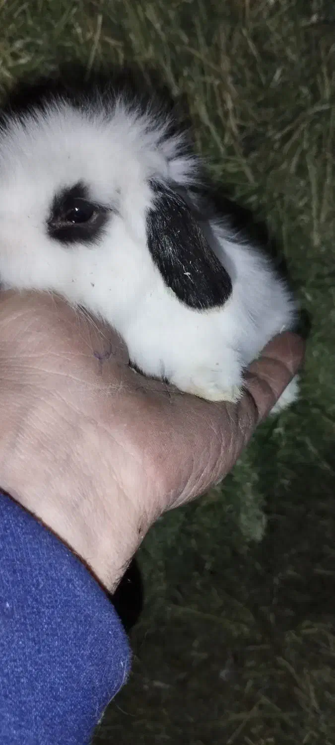 بچه خرگوش لپ هلندی|موش و خرگوش|پاوه, |دیوار