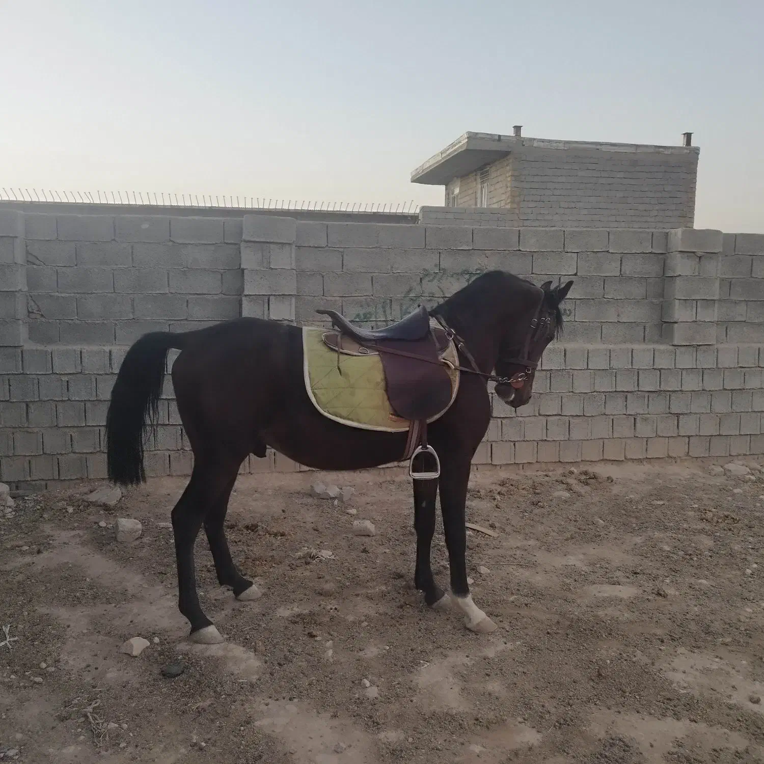 اسب نریان دره شورکره تاج|اسب و تجهیزات اسبسواری|فیروزآباد (فارس), |دیوار