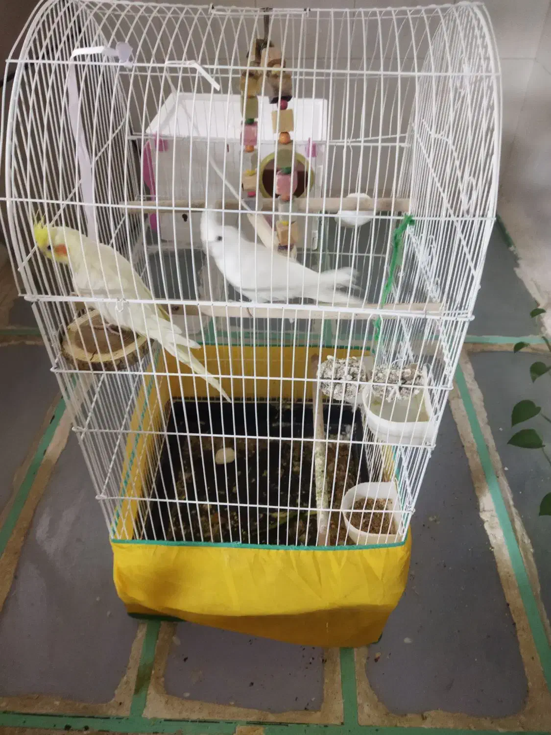 عروس هلندی|پرنده|سنقر, |دیوار