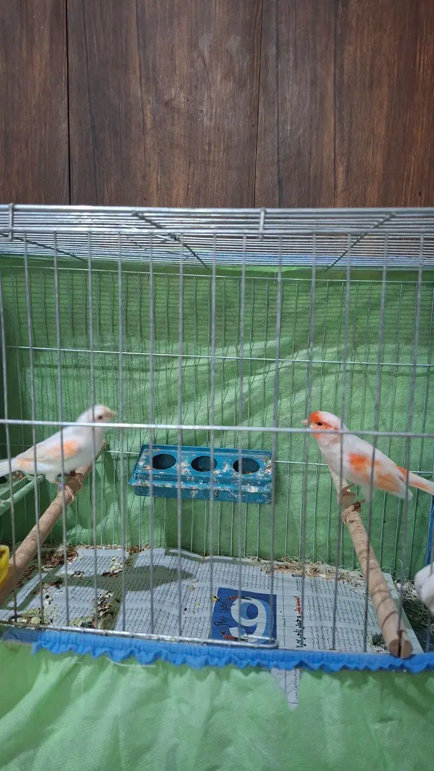 فروش قناری اورجینال .|پرنده|بندر ماهشهر, |دیوار