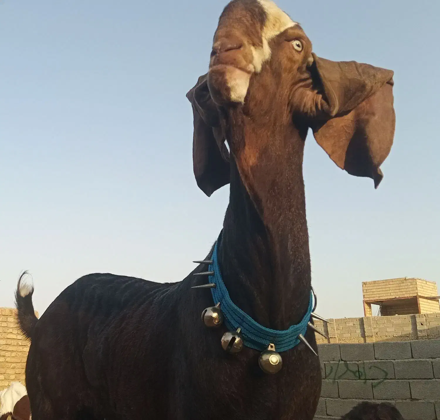 نربز پاکستانی اصل|حیوانات مزرعه|رضویه, |دیوار