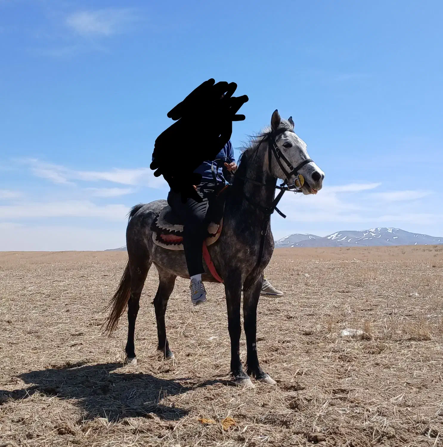 مادیان با کره|اسب و تجهیزات اسب‌سواری|سردرود, |دیوار