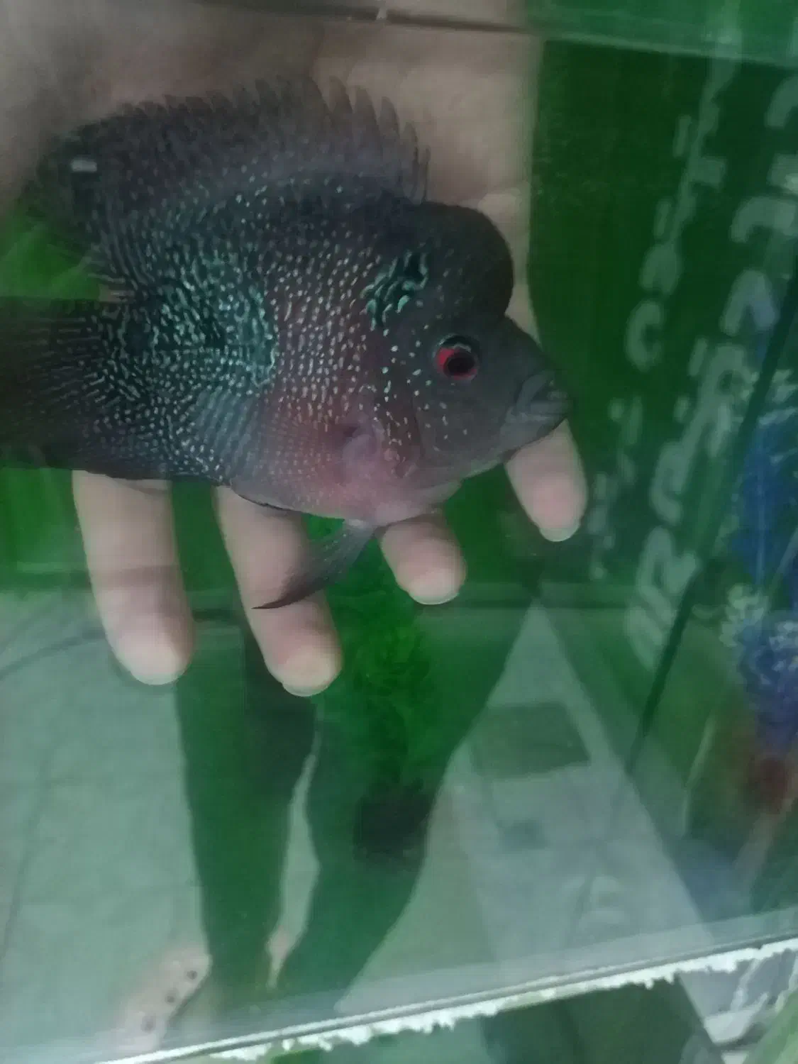 ماهی فلاور باکس نر|ماهی|نیشابور, شهرک جانبازان|دیوار