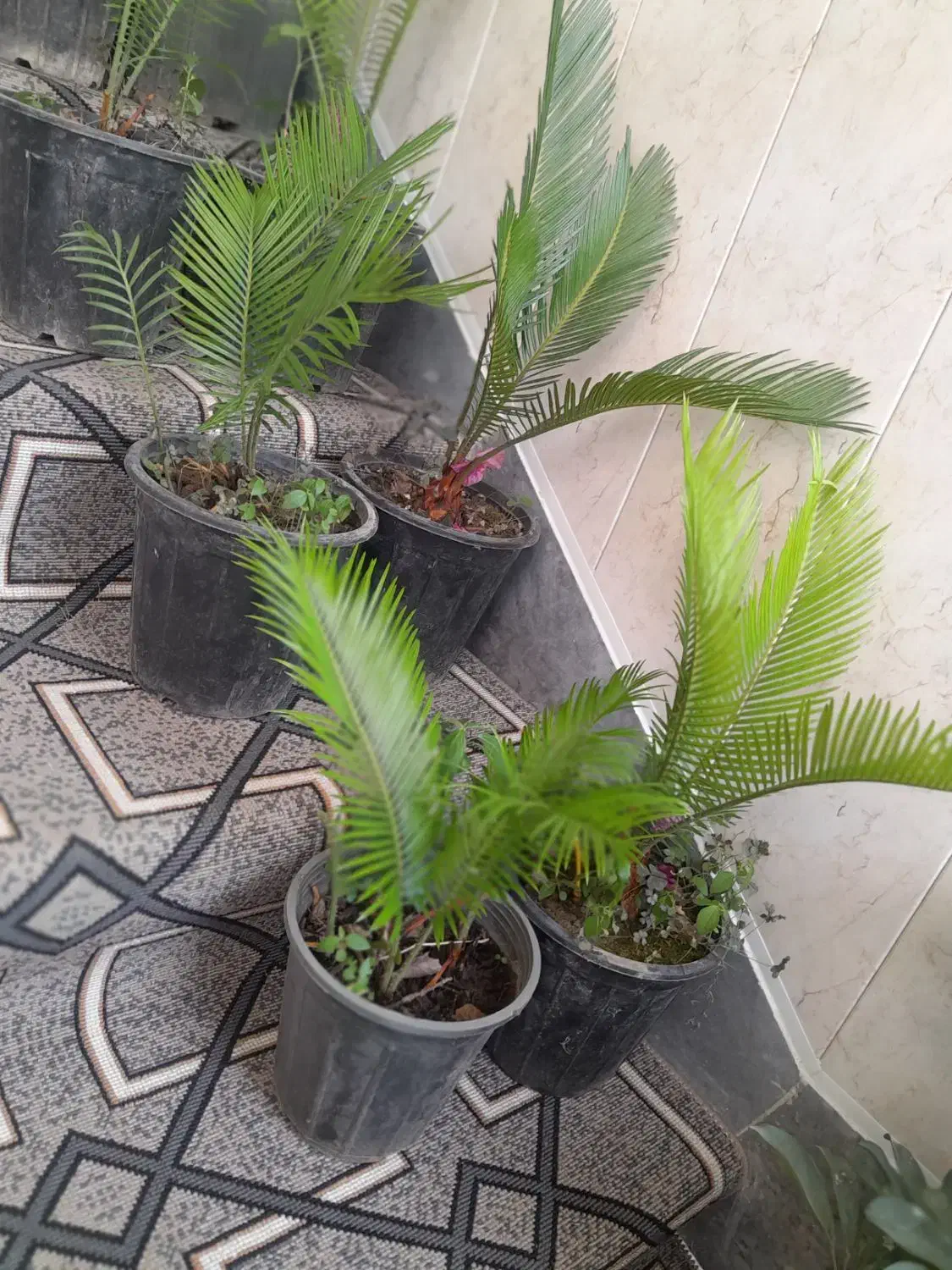 گل اپارتمانی|گل و گیاه طبیعی|خمینیشهر, |دیوار