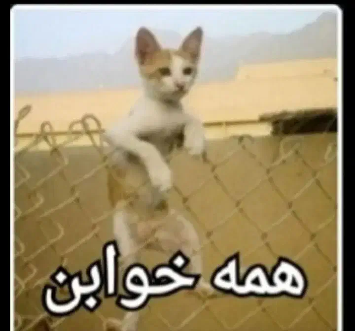 گمشده گربه|گربه|خشت, |دیوار