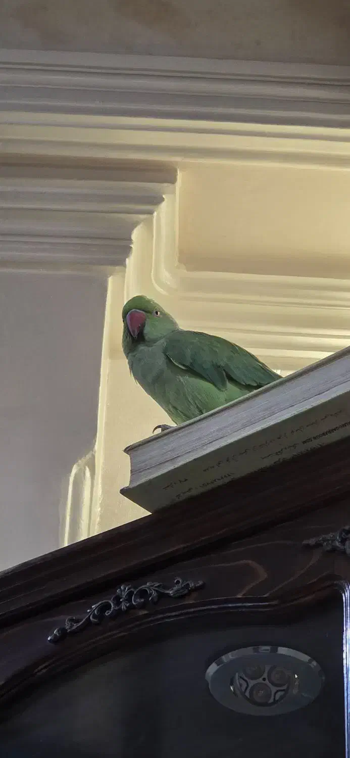 ملنگو ماده اماده جفتگیری|پرنده|تهران, سلسبیل شمالی|دیوار