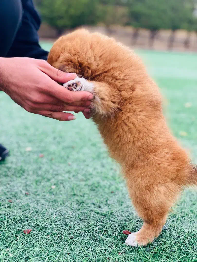 سگ پامر|سگ|شیراز, چوگیاه|دیوار