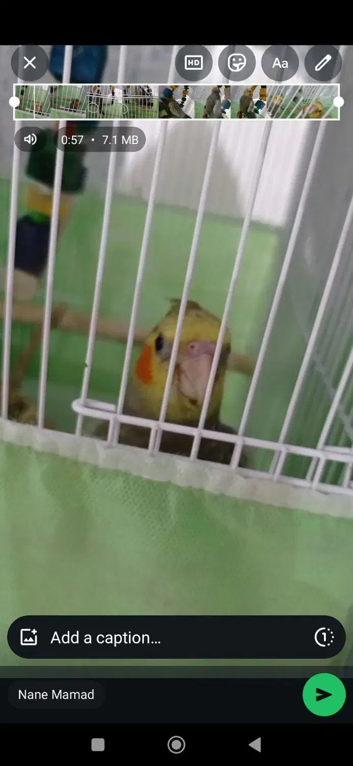 عروس هلندی گمشده مژدگونی خوبی میدم|حیوانات|بندر ماهشهر, |دیوار