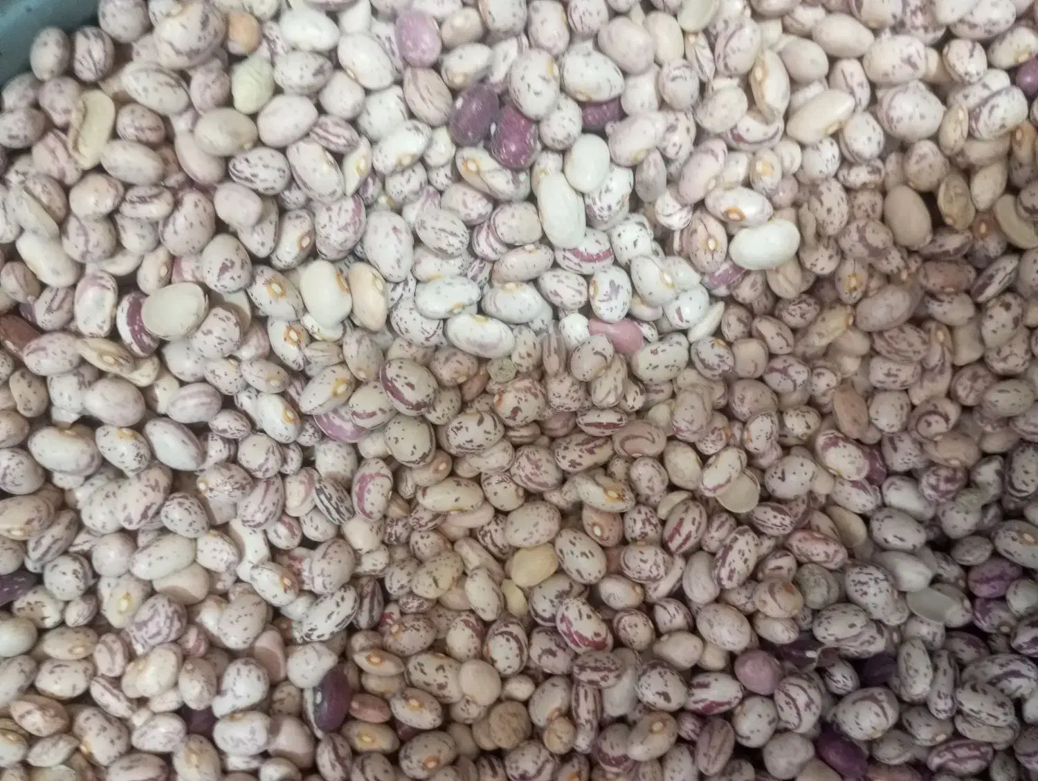 لوبیا چیتی اعلا|عمده‌فروشی|مرودشت, ابوذر شمالی‎|دیوار