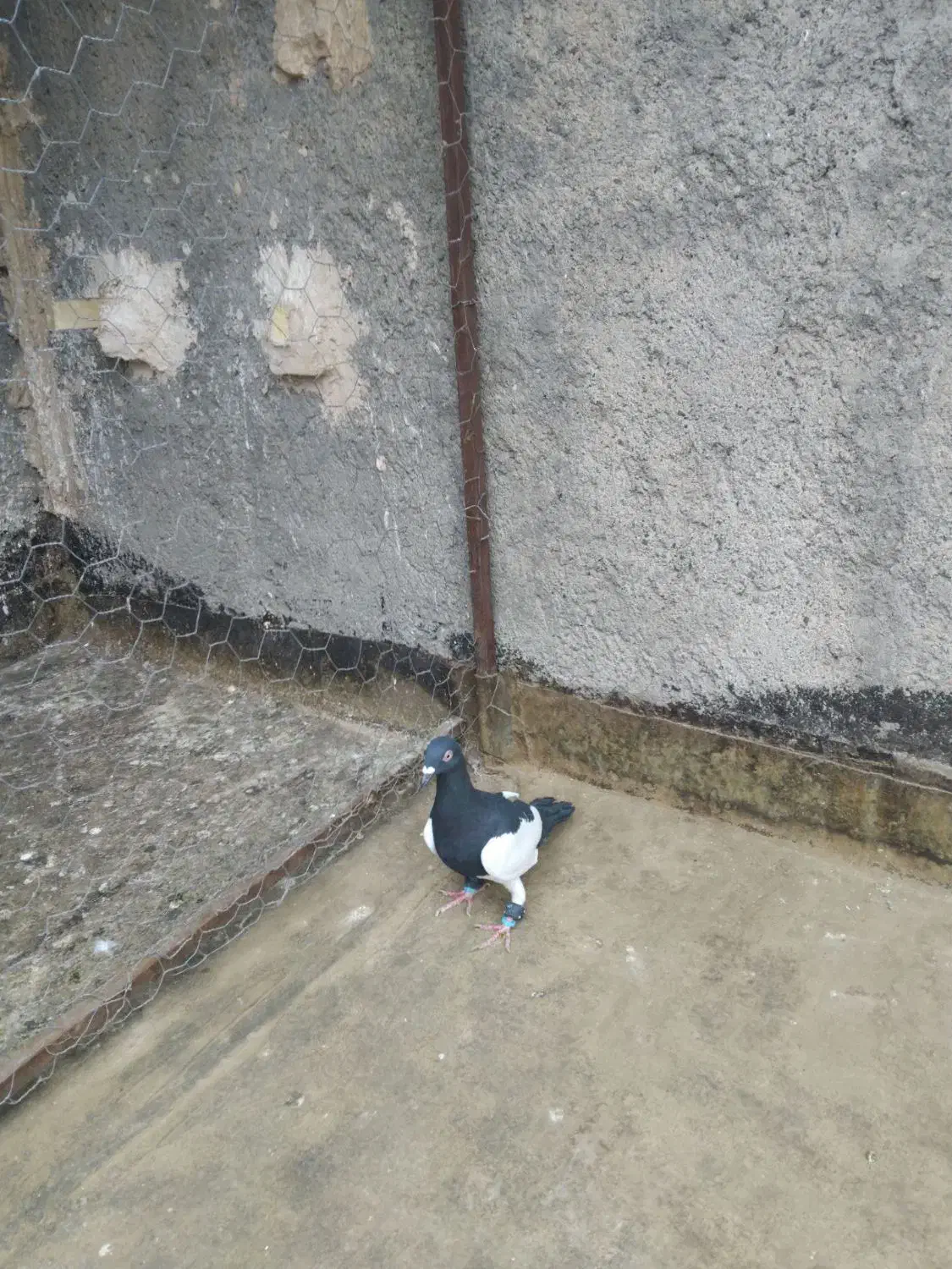 کبوتر|پرنده|مشهد, شهید معقول|دیوار