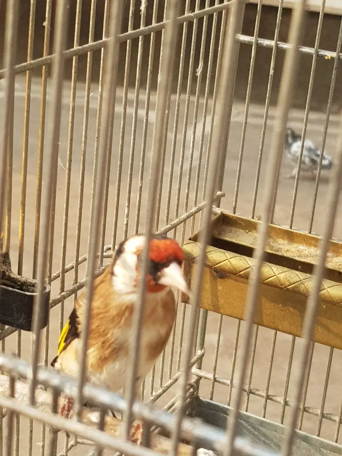 سهره|پرنده|تهران, دارآباد|دیوار