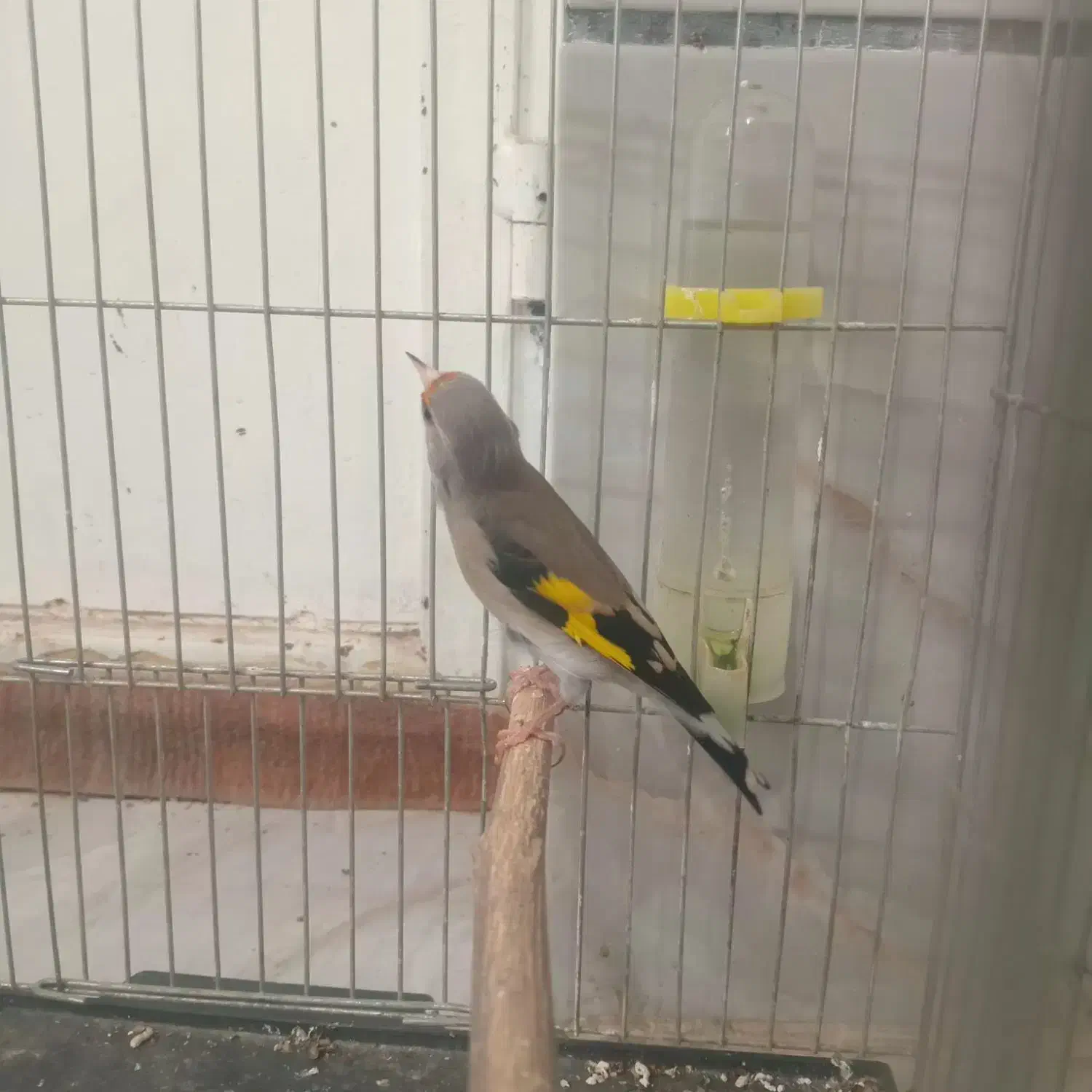 سهره کرمونی|پرنده|شیراز, شهدای شهرک سعدی|دیوار