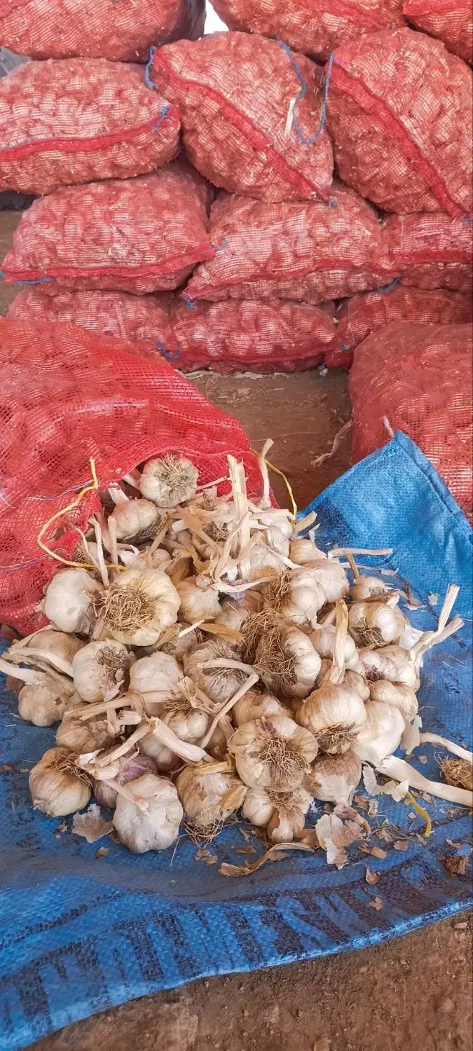 فروش سیر|خوردنی و آشامیدنی|بهار, |دیوار