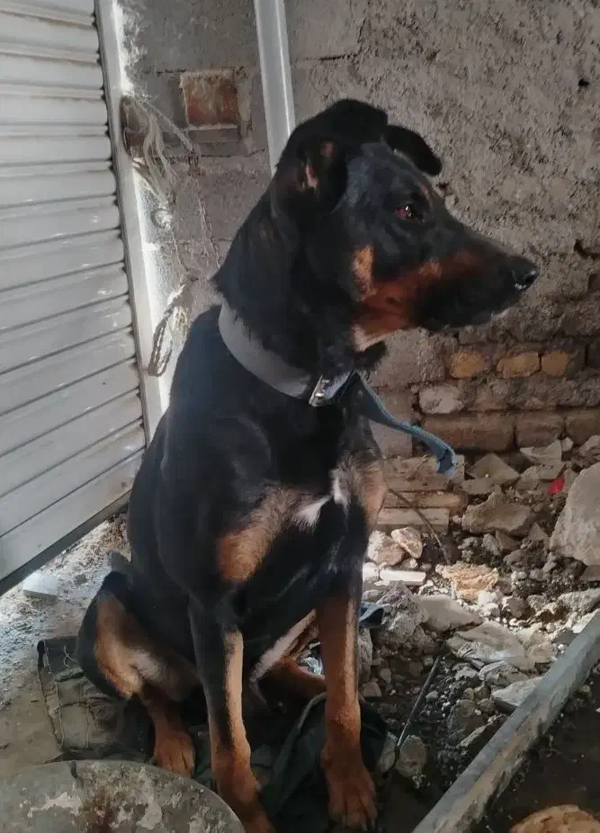 سگ باهوش وخوش تیپ|سگ|گلبهار, شهر جدید گلبهار|دیوار