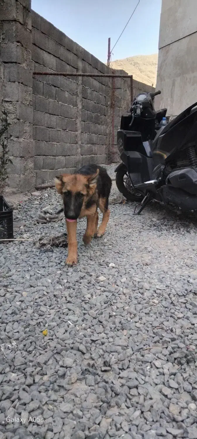 گمشده شگ ژمن|حیوانات|اراک, |دیوار