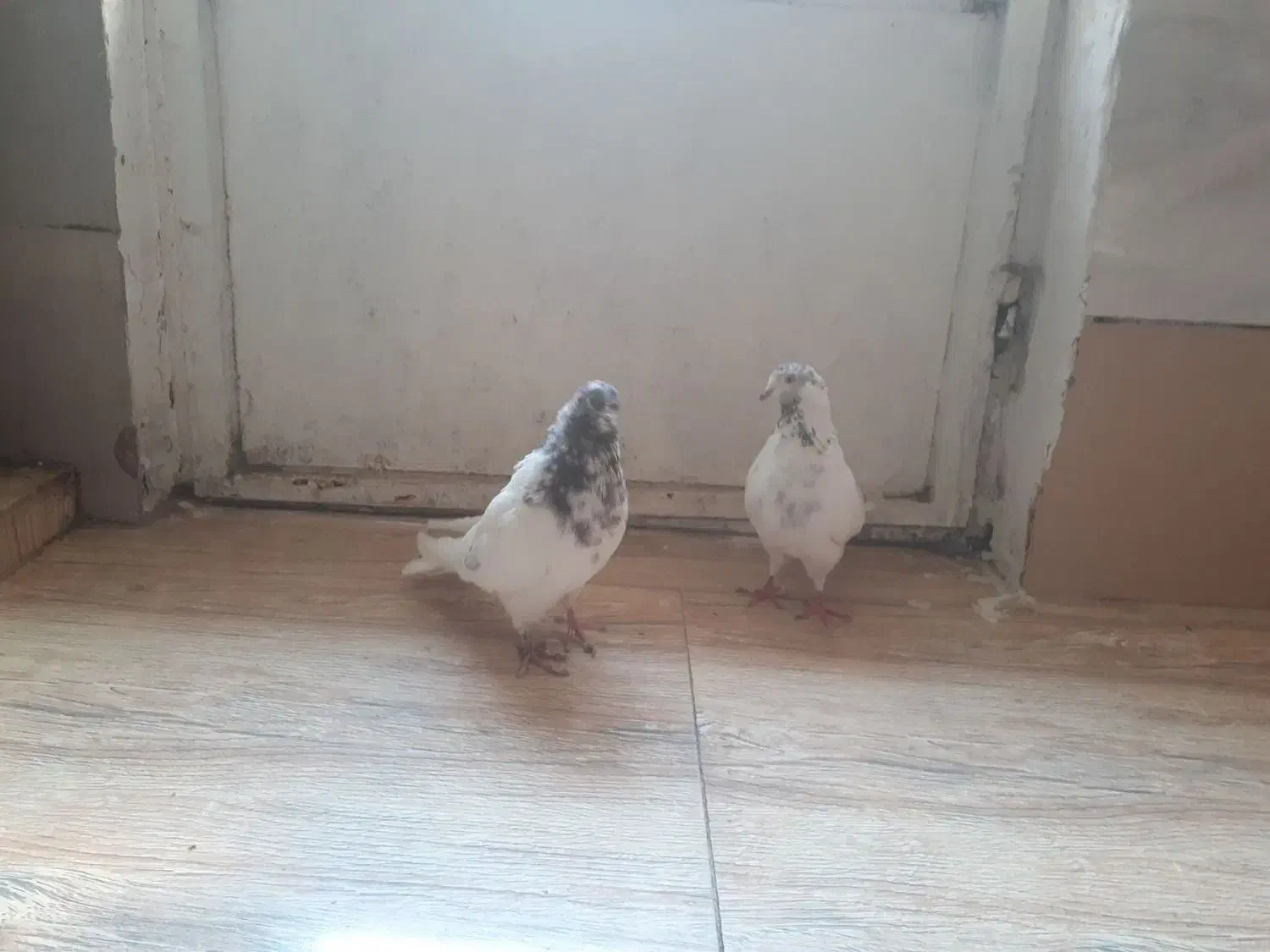 یه جفت کفتر کله ای|پرنده|ملایر, |دیوار