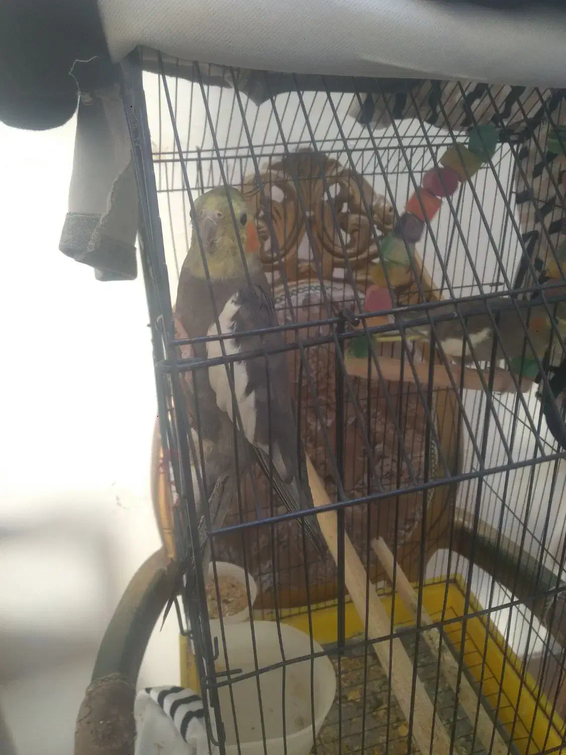 سه عدد عروس دستی|پرنده|اقبالیه, |دیوار