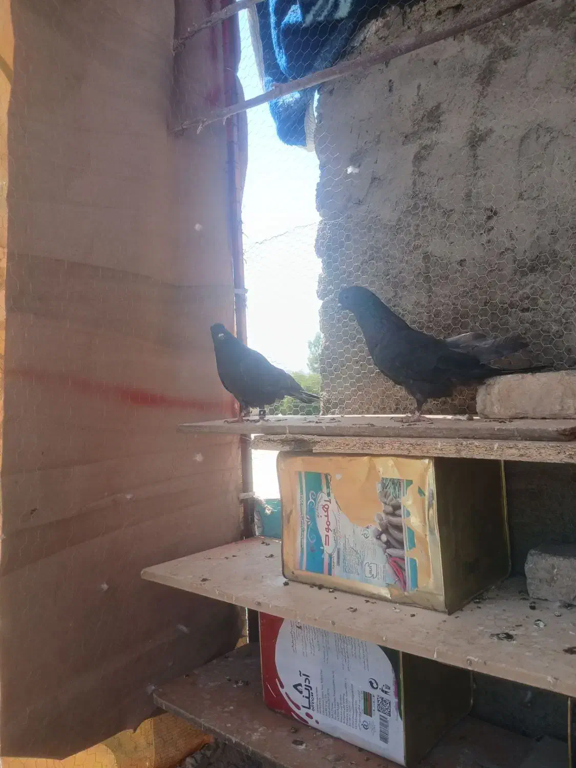 کبوتر|پرنده|اصفهان, قلعه جوم|دیوار