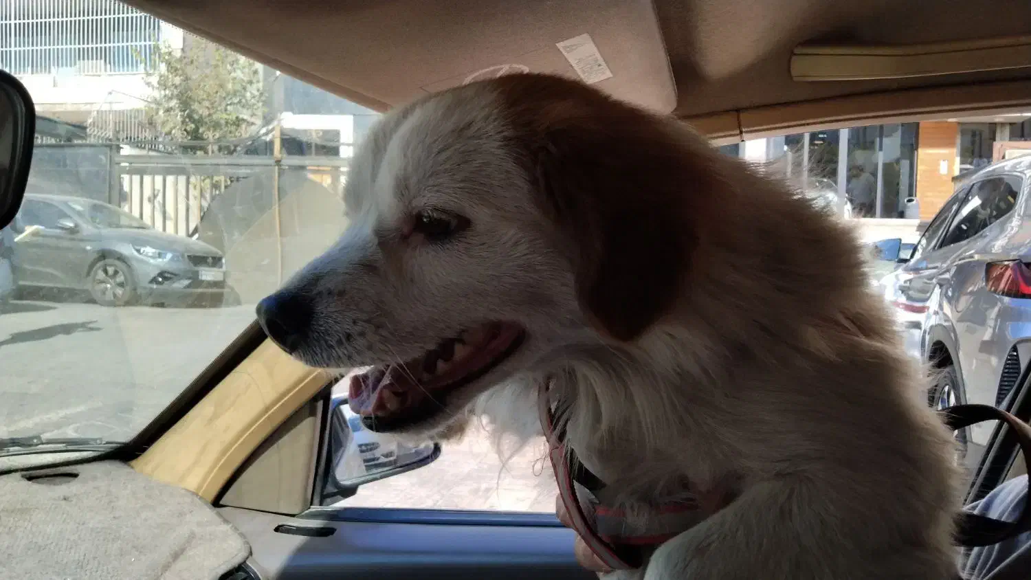 سگ بامزه و بازیگوش|سگ|تهران, صادقیه|دیوار