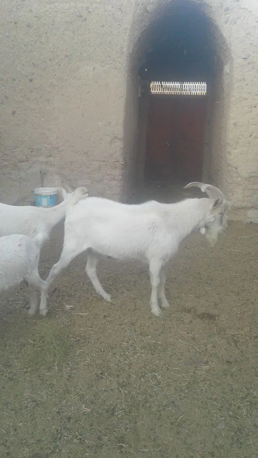 فروش چبش سانن|حیوانات مزرعه|قهستان, |دیوار