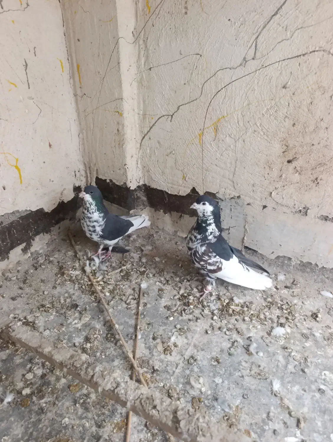 کبوتر خوشرنگ|پرنده|فولادشهر, B2|دیوار