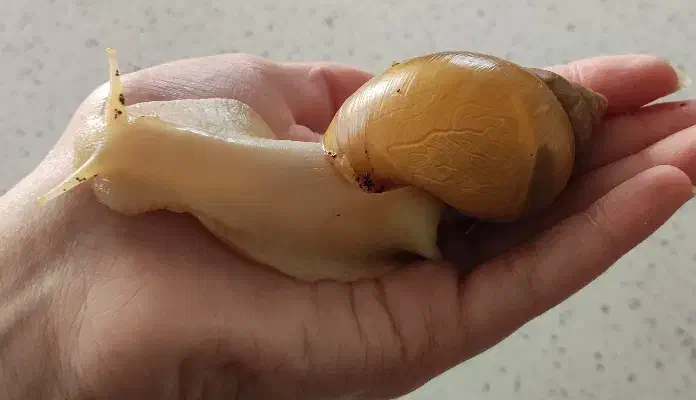 حلزون|خزنده|تهران, نازی‌آباد|دیوار