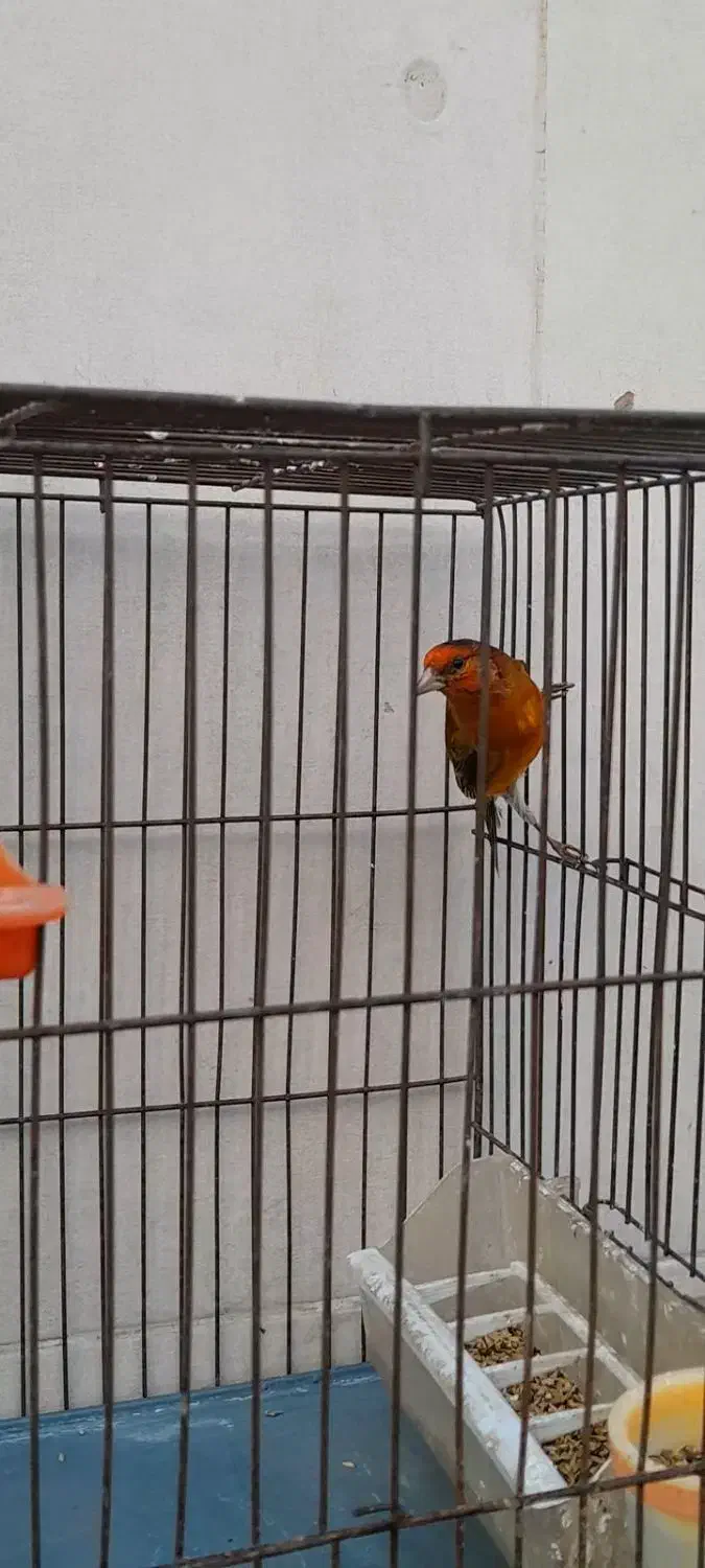 سهره قناری سرخ|پرنده|فسا, |دیوار