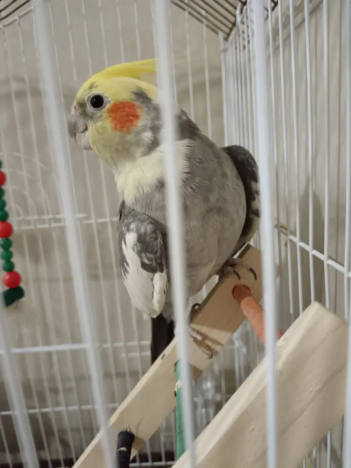 عروس هلندی نرسخنگو|پرنده|تهران, جوادیه تهرانپارس|دیوار