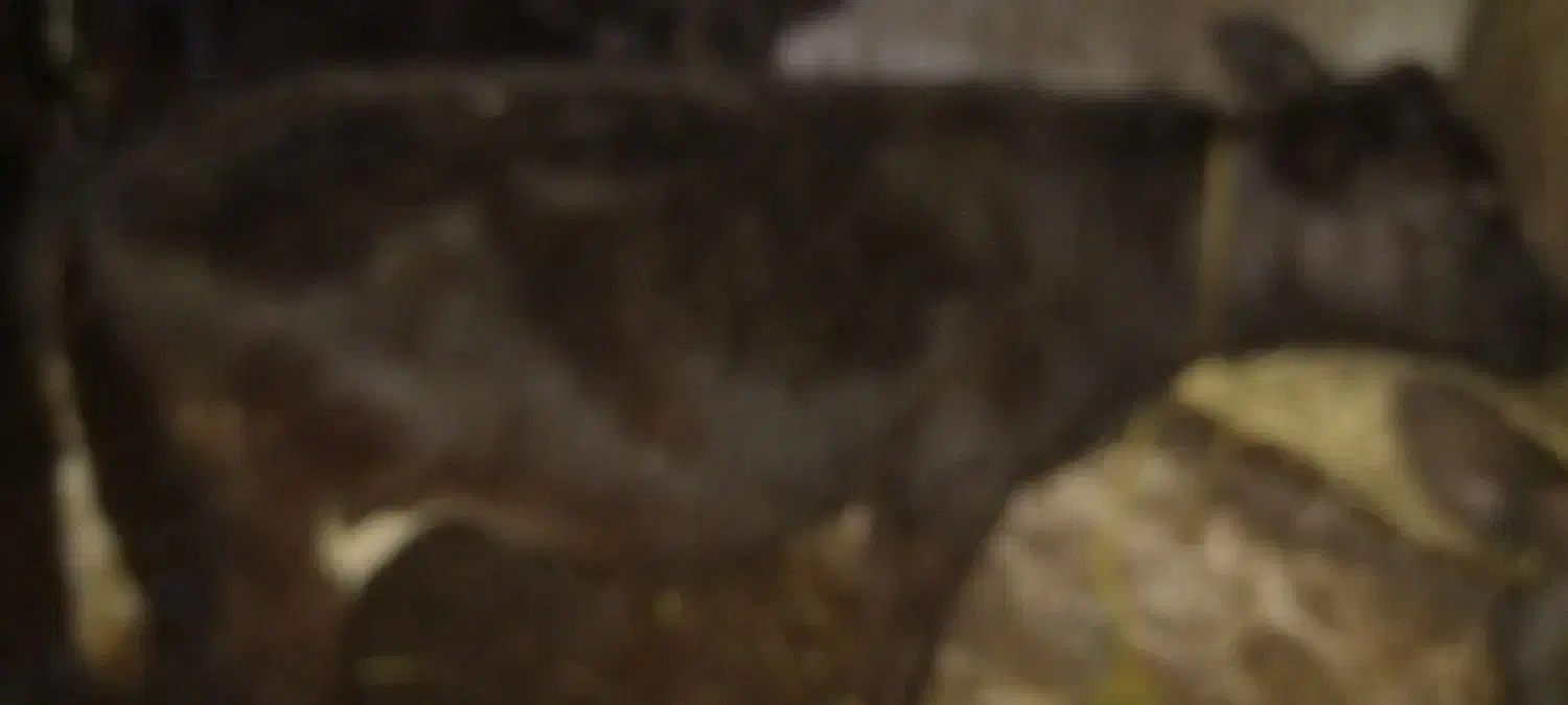 سه راس گوساله ی ۱۵۰ کیلویی چاق|حیوانات مزرعه|تیکمه داش, |دیوار