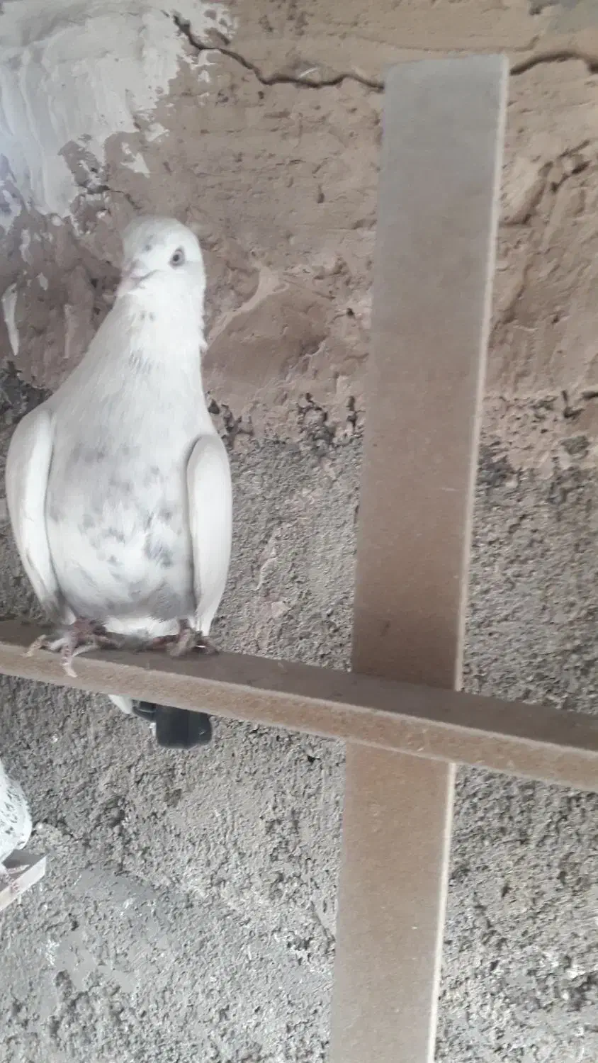 کفتر پرشی|پرنده|پاکدشت, حصار امیر|دیوار