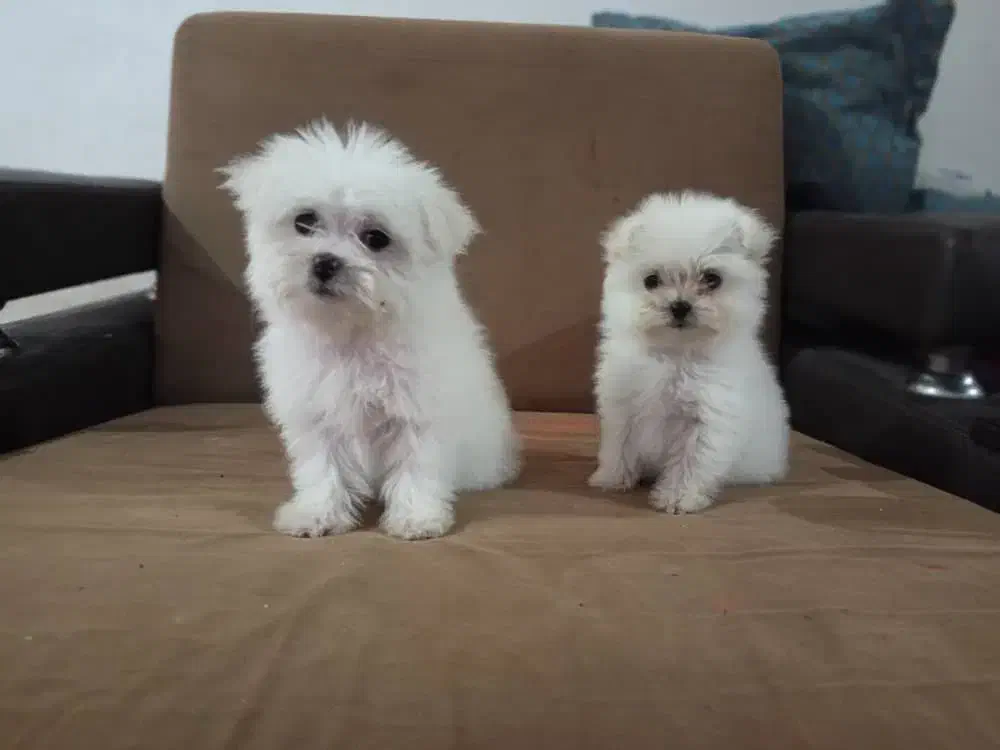 پودل عروسکی|سگ|اصفهان, بهارستان (مخابرات)|دیوار