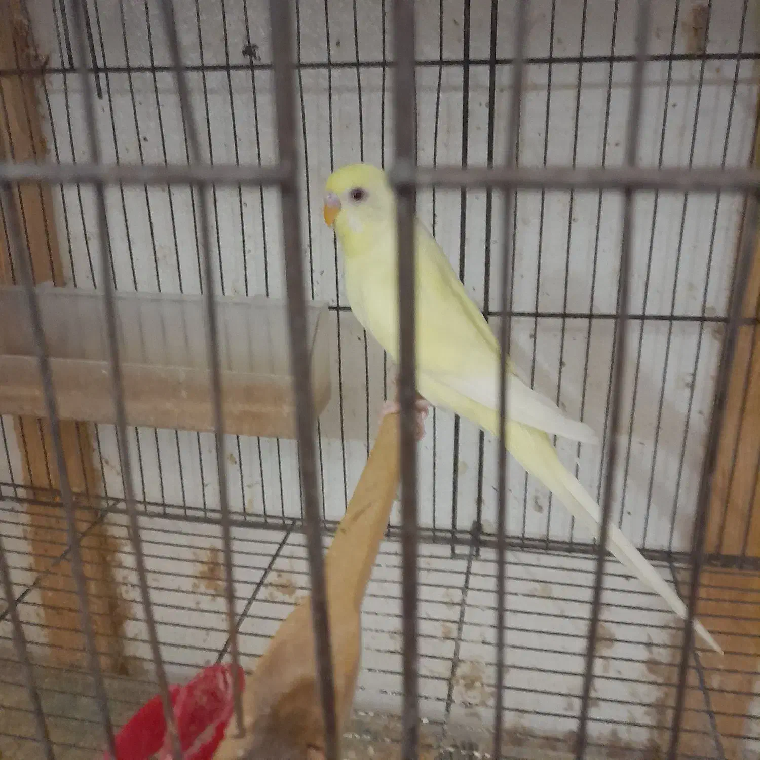 مرغ عشق زیبا|پرنده|رشت, شهریاران|دیوار