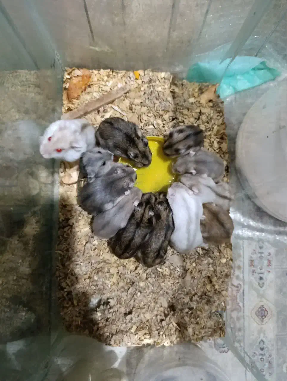 همستر کمپل|موش و خرگوش|تهران, بریانک|دیوار