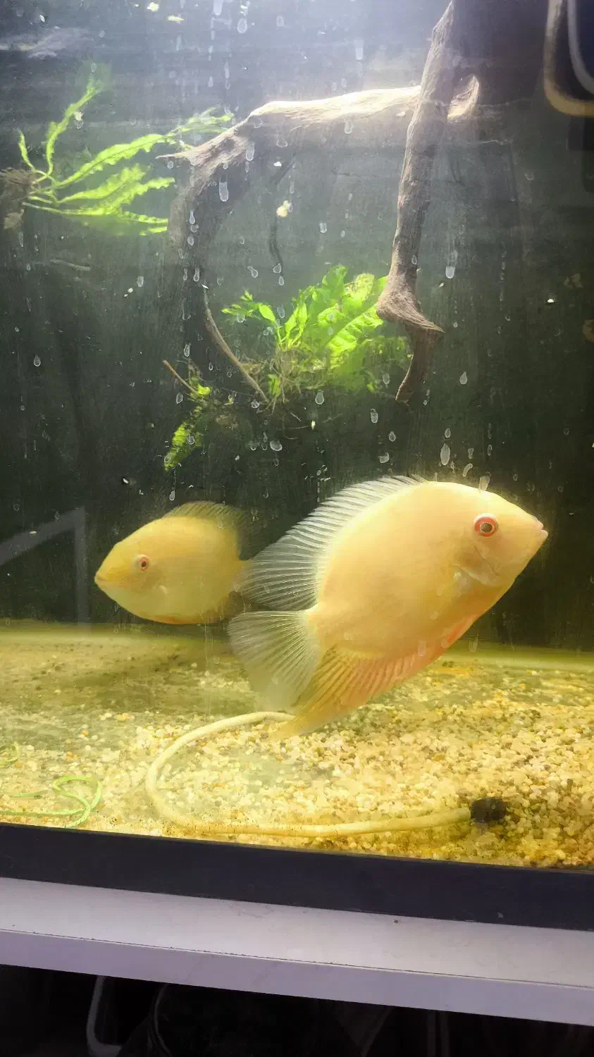 ماهی خوب و کم یاب میخوای بیا اینجا|ماهی|زابل, |دیوار