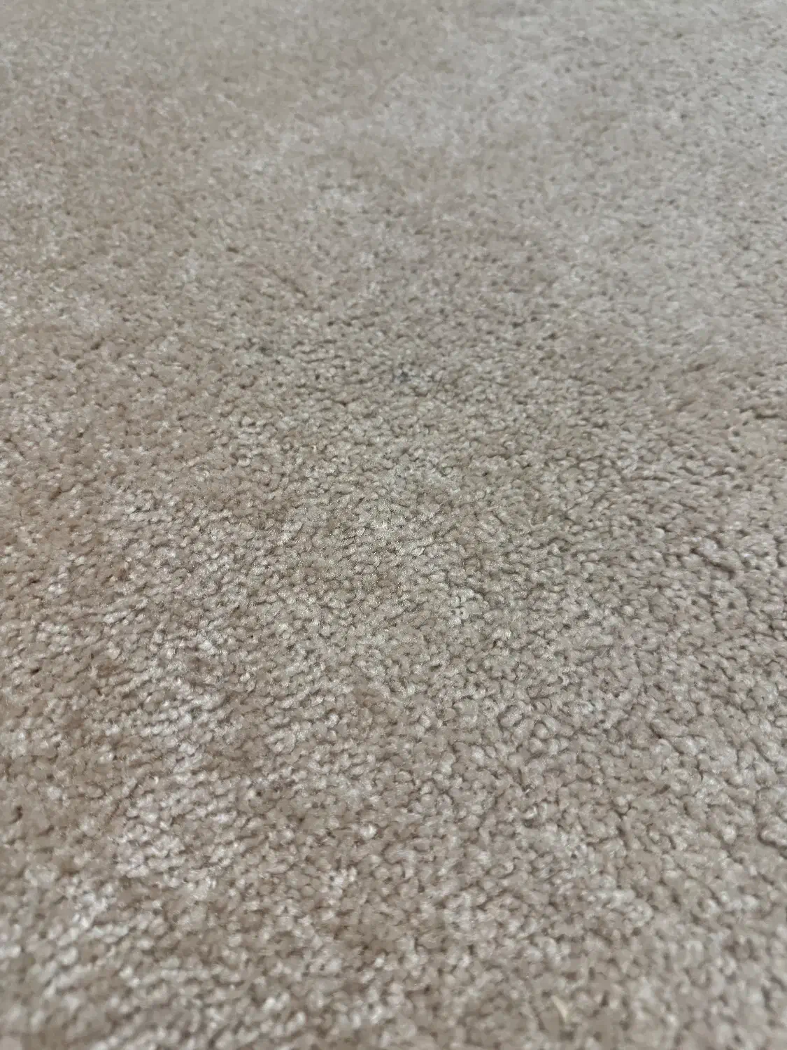 پالاز موکت کاملا سالم|موکت|اردبیل, |دیوار