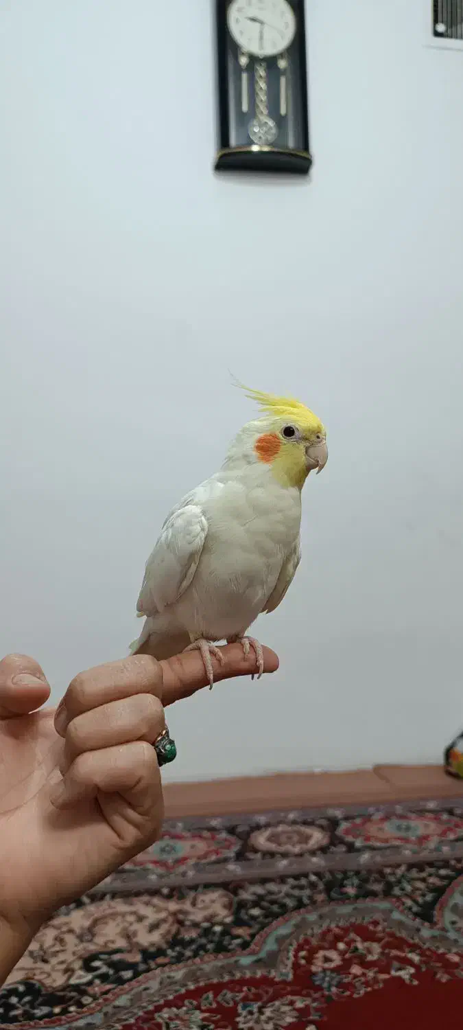 عروس هلندی نر لوتینو|پرنده|بروجرد, |دیوار