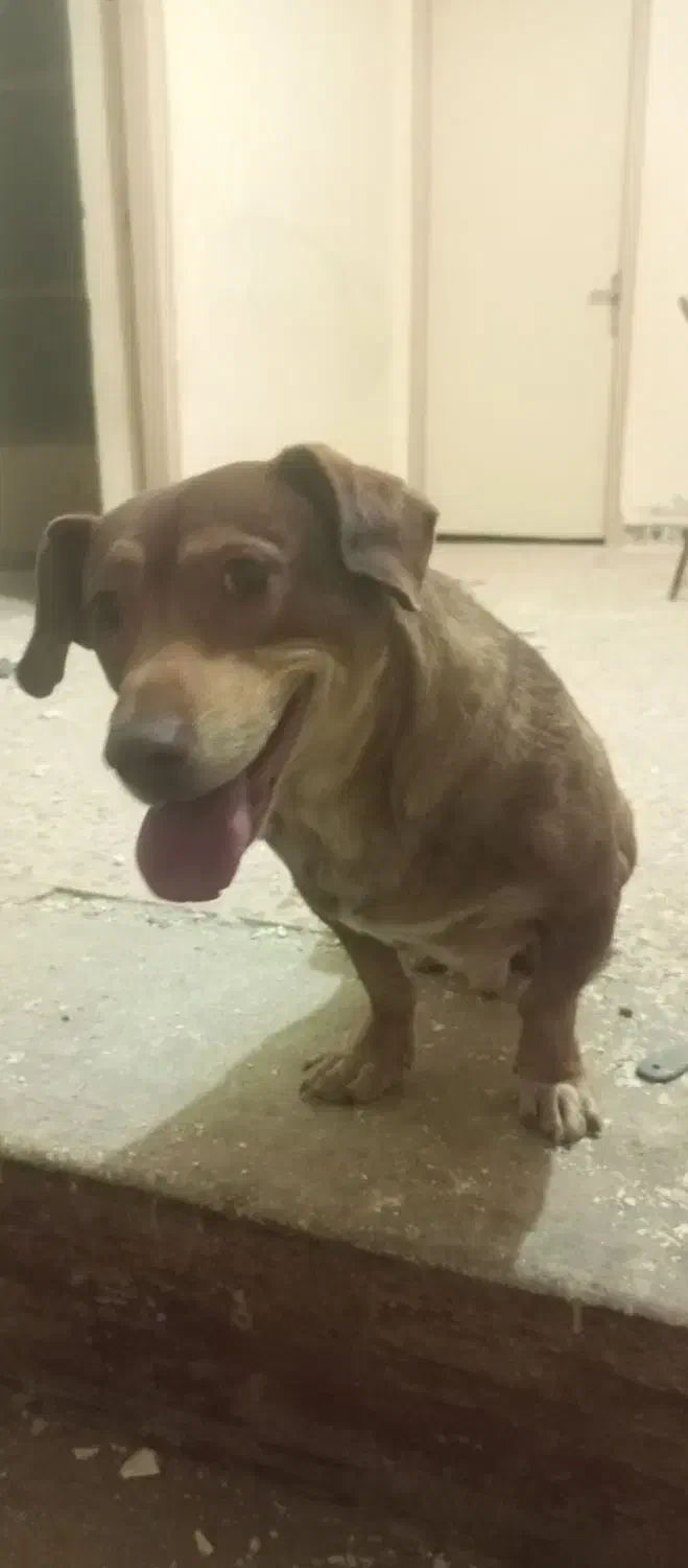 واگذاری سگ نژادمیکس بیت بول پسر|سگ|مشهد, شهید مطهری|دیوار