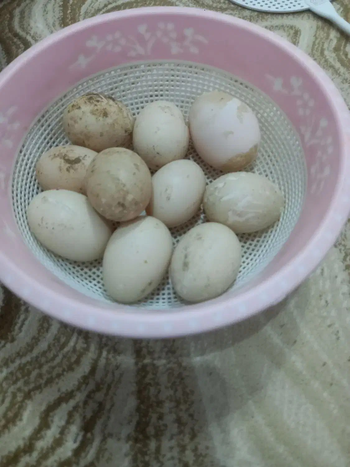 تخم اوردک روسی به شرط نطفه|حیوانات مزرعه|دزفول, |دیوار