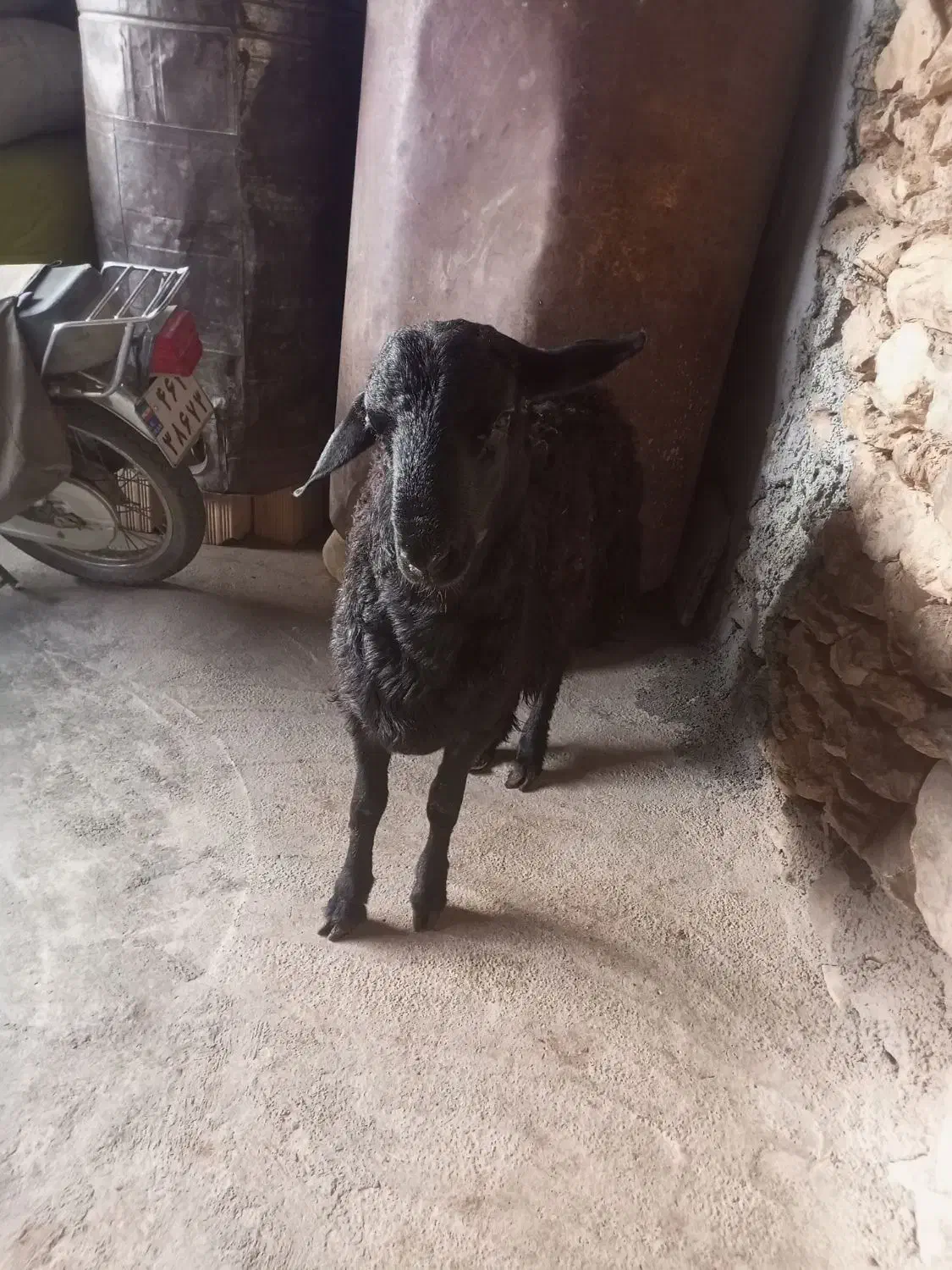 کاور بران جوان|حیوانات مزرعه|مریوان, |دیوار