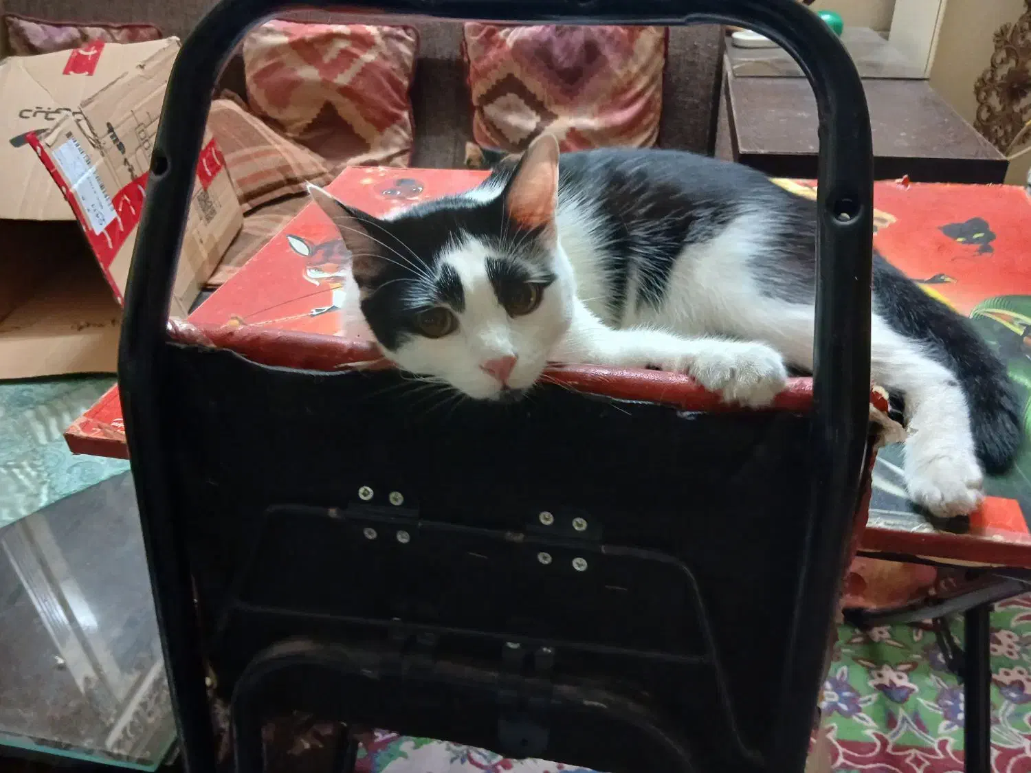 گربه واگذاری رایگان|گربه|کرج, شاهین‌ویلا|دیوار