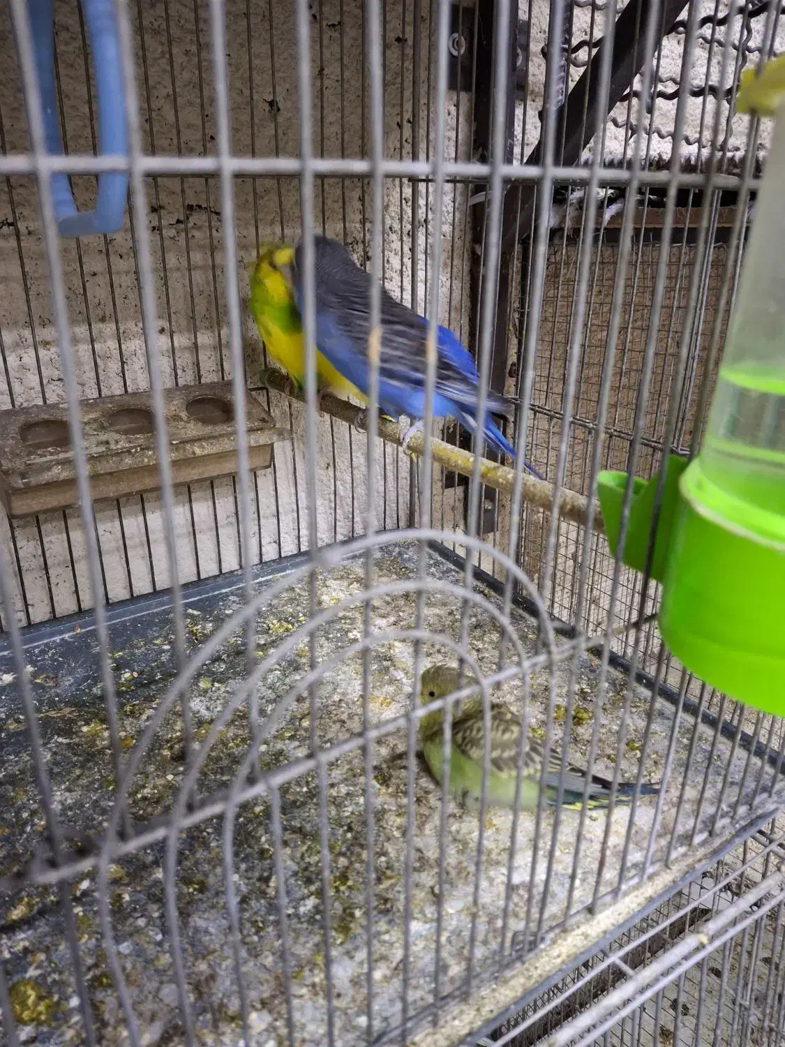 فروش کوتوله برزیلی وجوجه ومرغ عشق|پرنده|خمینی‌شهر, |دیوار