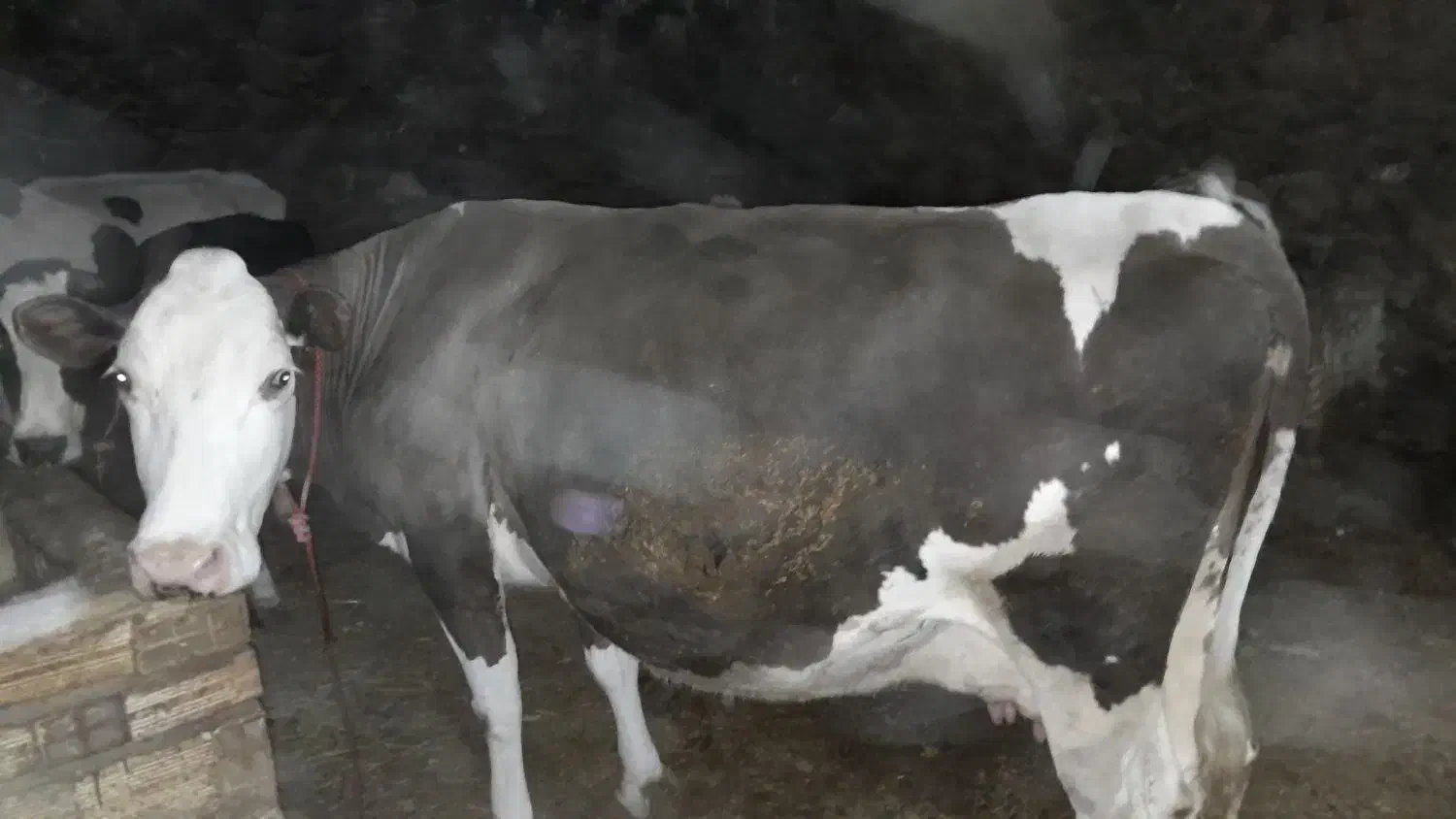 با سلام یک عدد گاو سیمینتالاصل|حیوانات مزرعه|میانه, |دیوار