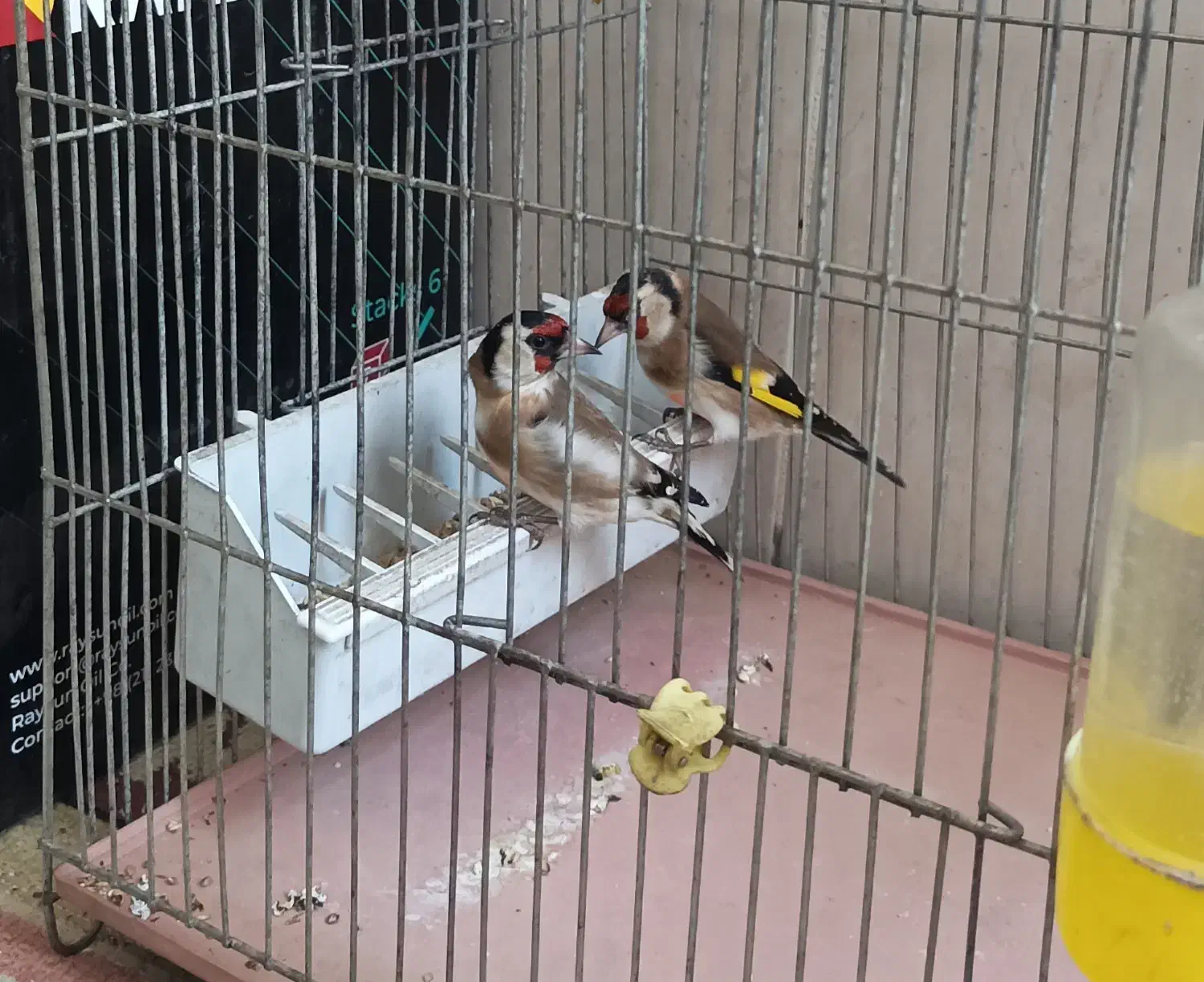 سهره نر|پرنده|گلپایگان, |دیوار