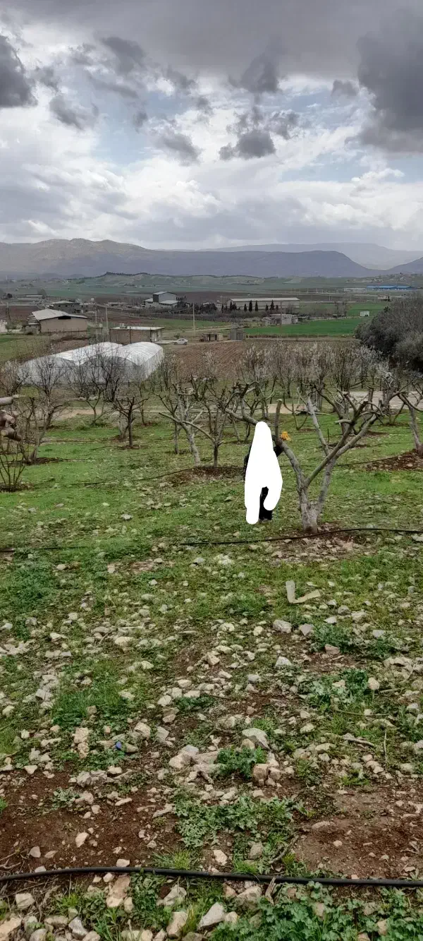 گلخانه  باغ  چاه کشاورزی|فروش دفتر صنعتی، کشاورزی، تجاری|خرم‌آباد, |دیوار